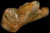 Fossil Horse Bone (Calcaneous) - Rhine River, Germany #111899-2